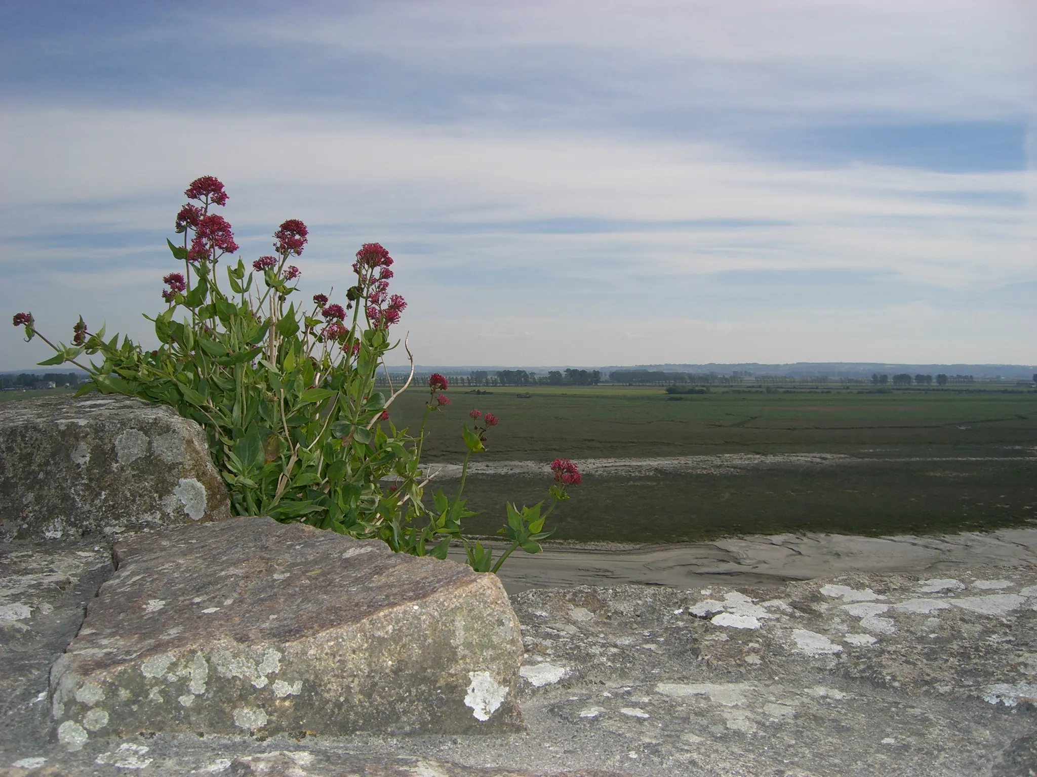 2006 Jun - Red Valerian growing around stone boulders at Mont-Saint-Michel - Normandy